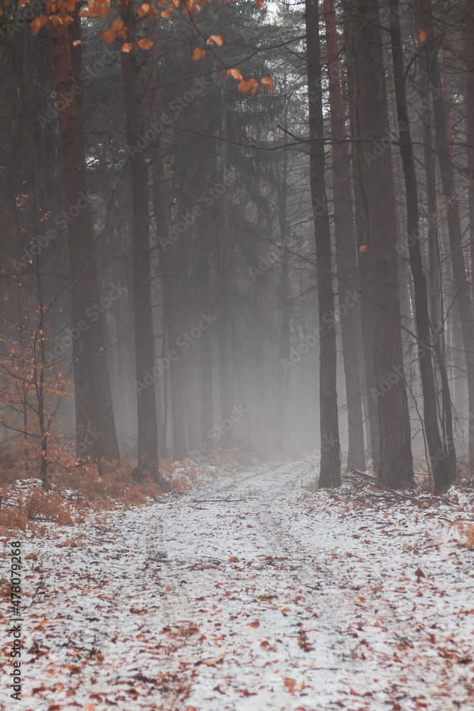 Path in winter forest in the fog.