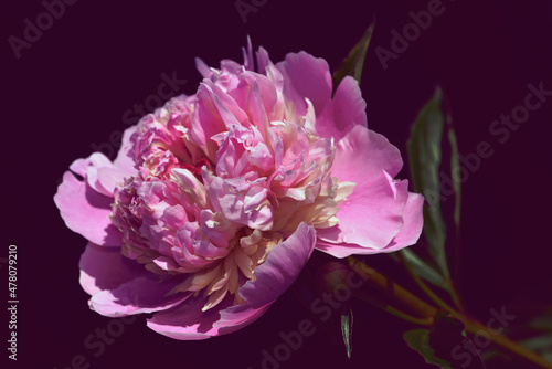 pink peony on old dark background