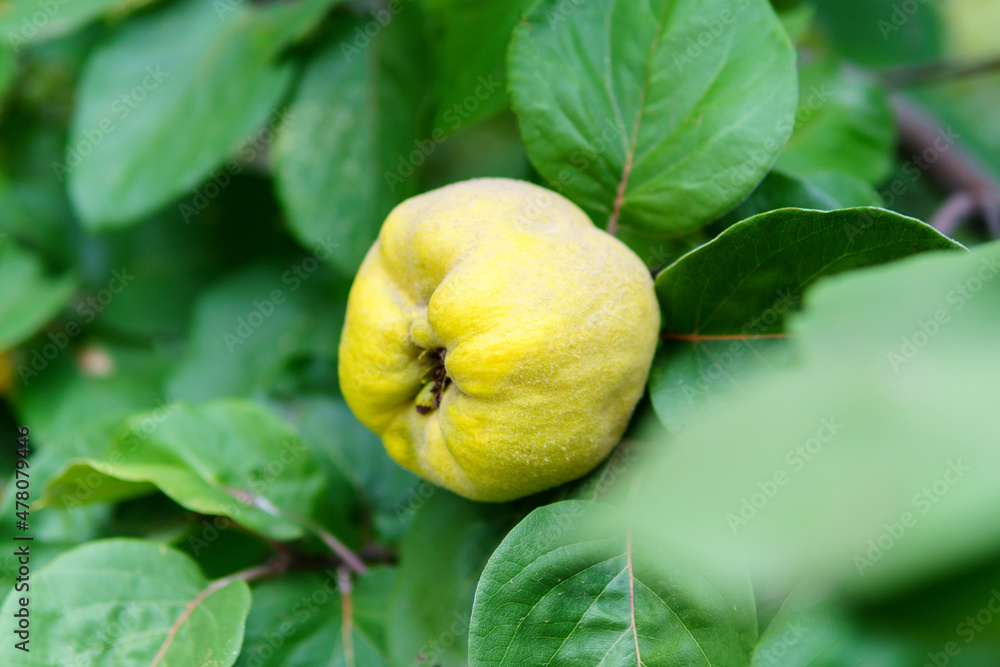 The quince Cydonia oblonga is a deciduous trees a pomefruit. Harvest in the garden, selective focus