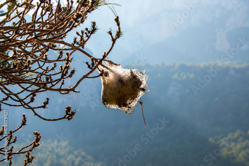 Processionary caterpillar nest photo