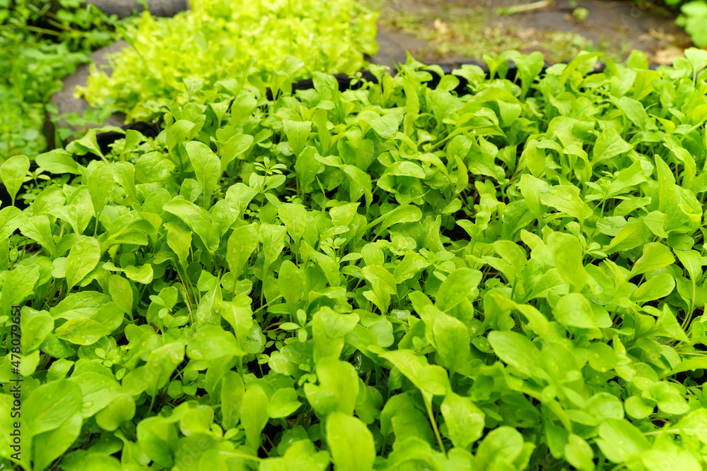 Spinach leaf growing in the spring garden, with water drops on, organic food and self sufficiency concept. Selective focus Spinach leaf growing in the spring garden, with water drops on, organic food and self sufficiency concept. Selective focus
