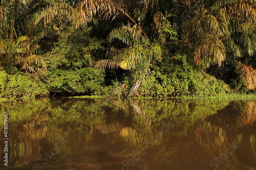 nature landscape in tortuguero costa rica