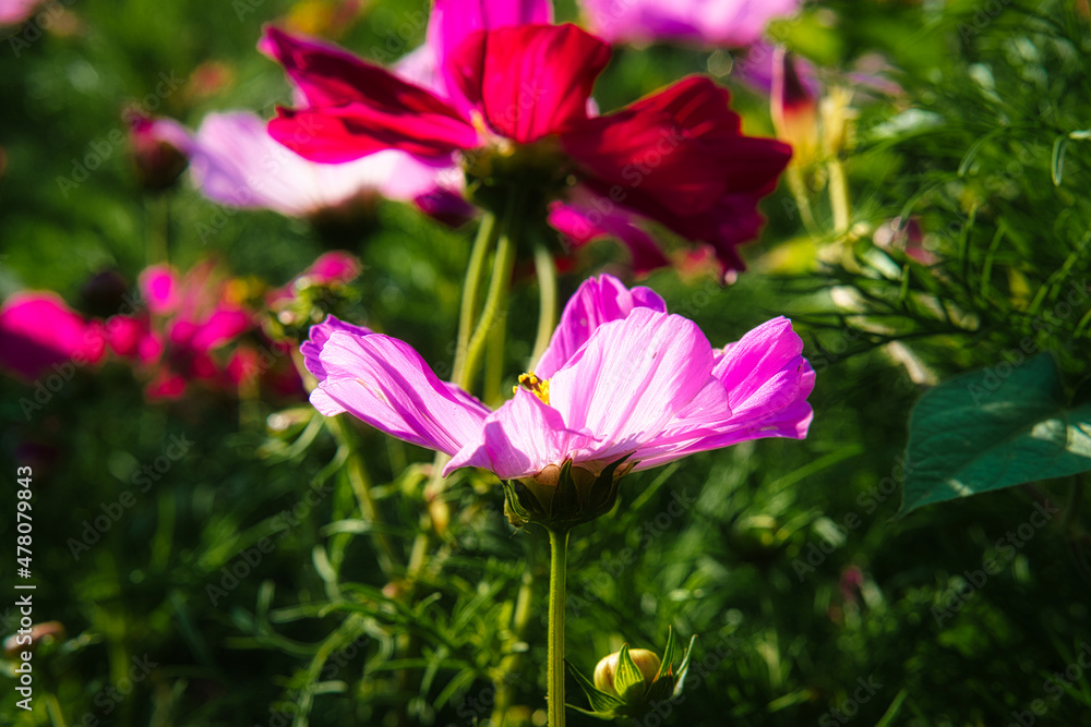 Flower meadow with different colored flowers. Spring and summer flower meadow. Flower meadow with different colored flowers. Spring and summer flower meadow.