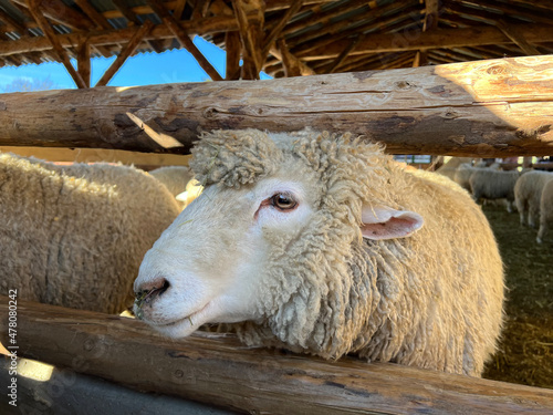 The face of a gentle sheep on a sheep ranch