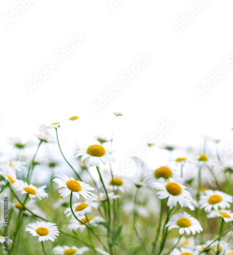 Camomile isolated on white background. Blooming daisy flowers in the meadow