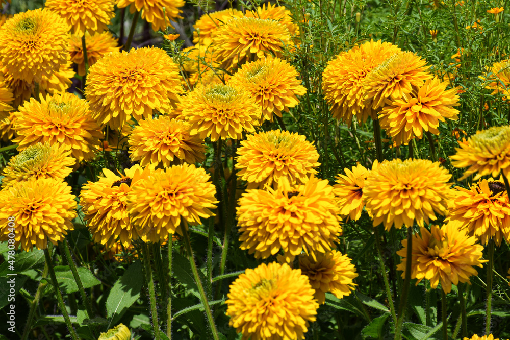Yellow flowers in the garden Yellow flowers in the garden