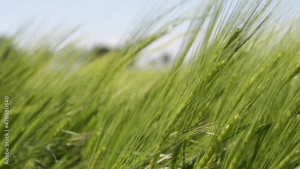 Summer wind in countryside landscape, low angle view of plants swaying Summer wind in countryside landscape, low angle view of plants swaying