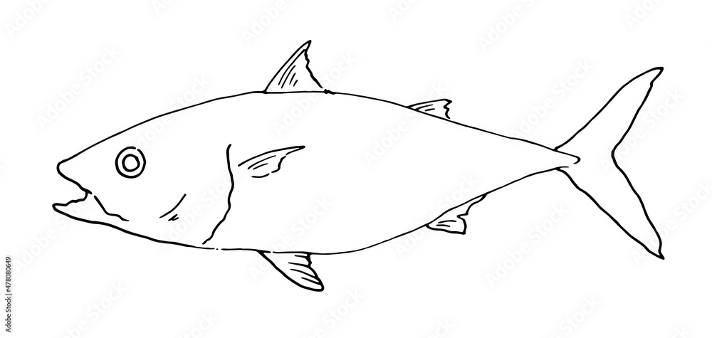Obraz premium drawing of sea tuna fish. hand-drawn sketch of a whole sea tuna, side view, black isolated outline on white for the packaging design template labels, menu