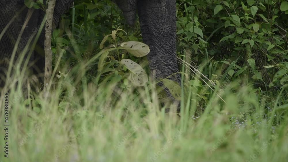 elephants in the forest elephants in the forest