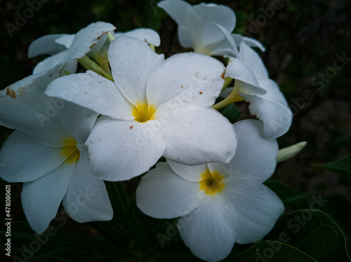 flor campanilla blanca