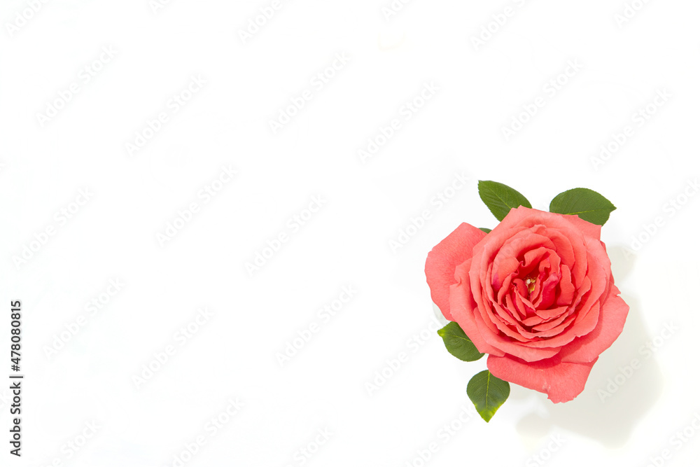 薔薇 薔薇