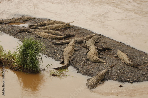 crocodiles in costa rica river