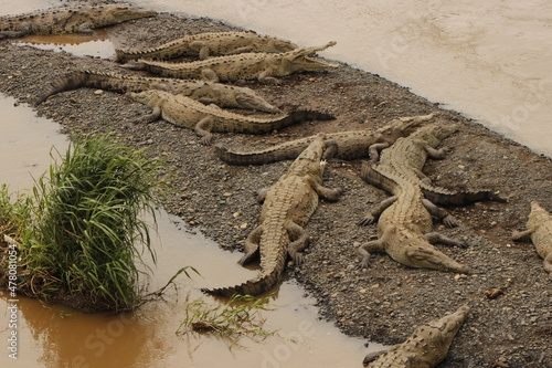 crocodiles in costa rica river