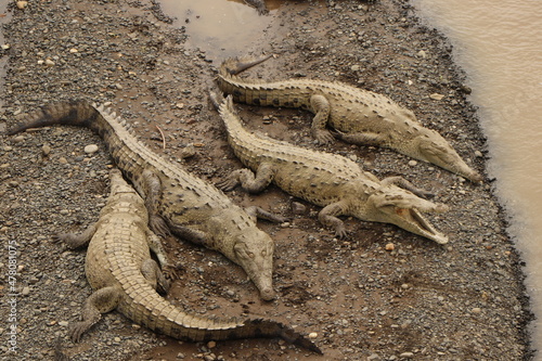 crocodiles in costa rica river