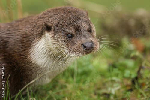 A head shot of an European Otter, Lutra lutra, on the bank of a lake at the British Wildlife Centre. 