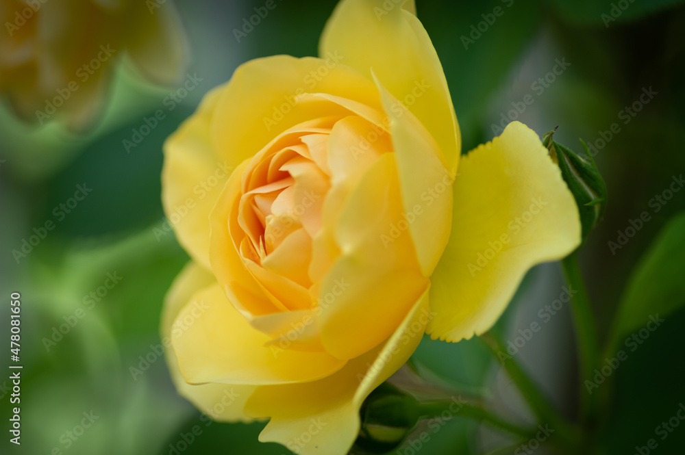 黄色い薔薇 黄色い薔薇