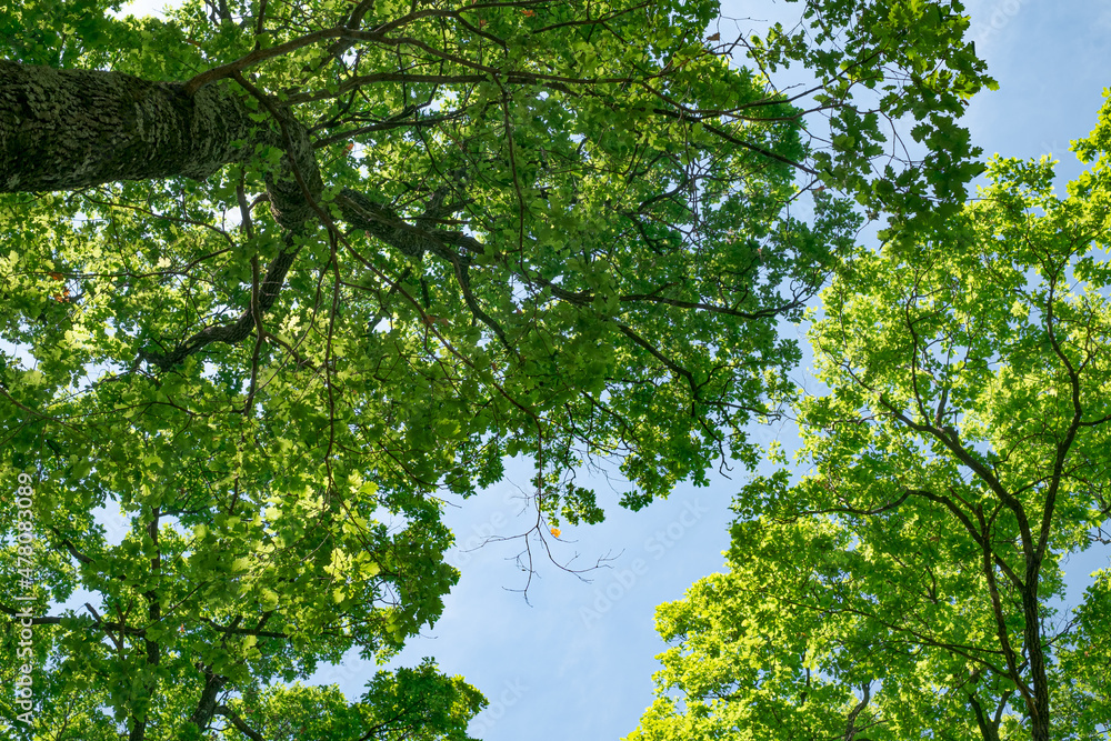 Fototapeta premium spring oak branches on the blue sky, Bottom view
