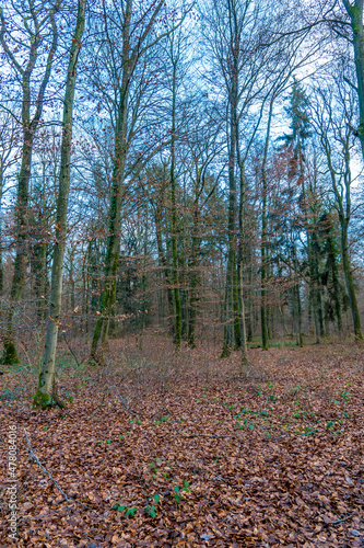 Vertical view of trees with fallen leaves inside Bamboesch forest in Strassen Luxembourg