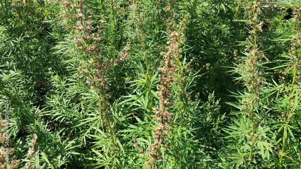 Marijuana growing in a field on a sunny day. Marijuana growing in a field on a sunny day.