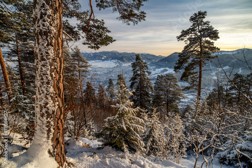 Snowy conifer trees in forest. View from hill Cebrat in Great fatra mountains on town Ruzomberok, Slovakia photo