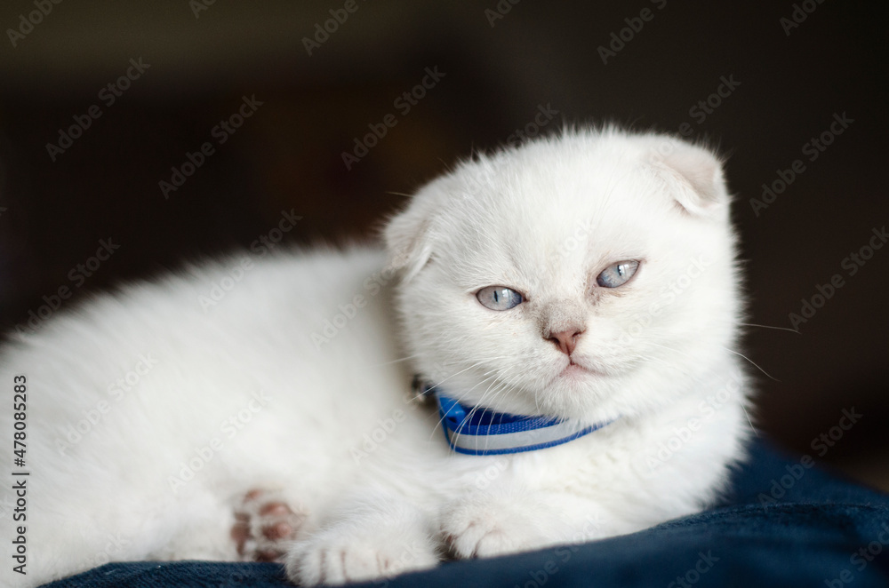 white kitten scottish fold lies white kitten scottish fold lies