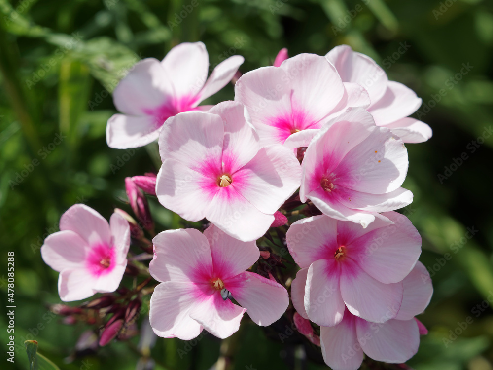 Phlox paniculata | Garden phlox or Summer Phlox 'Bright Eyes'. Ornamental flowers grouped in panicles with pale pink petals with fuchsia color eyes on upright stems