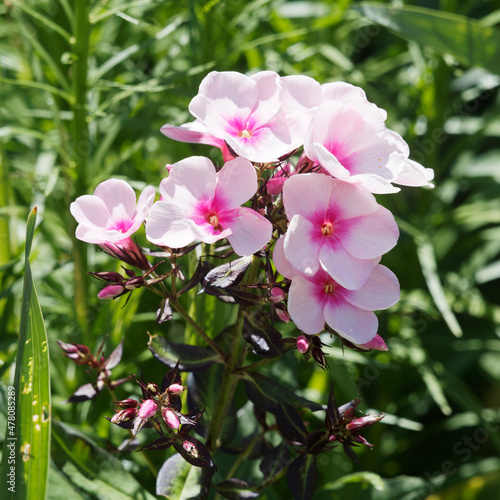 Quadro em tela Phlox paniculata 'Bright Eyes' | Garden phlox or Summer Phlox