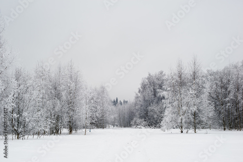 Winter forest landscape © romashokk