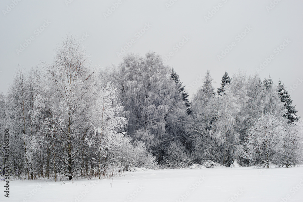 Trees in snow at Winter time