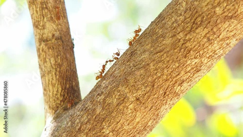 Several red ants are walking on a branch of a lemon tree