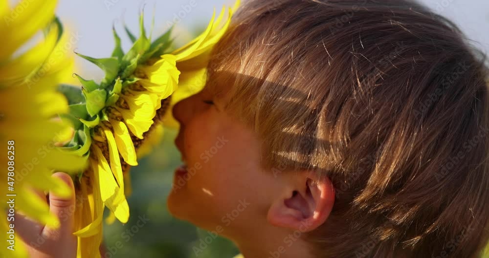 Happy child smelling sunflower in spring field. Slow motion Happy child smelling sunflower in spring field. Slow motion