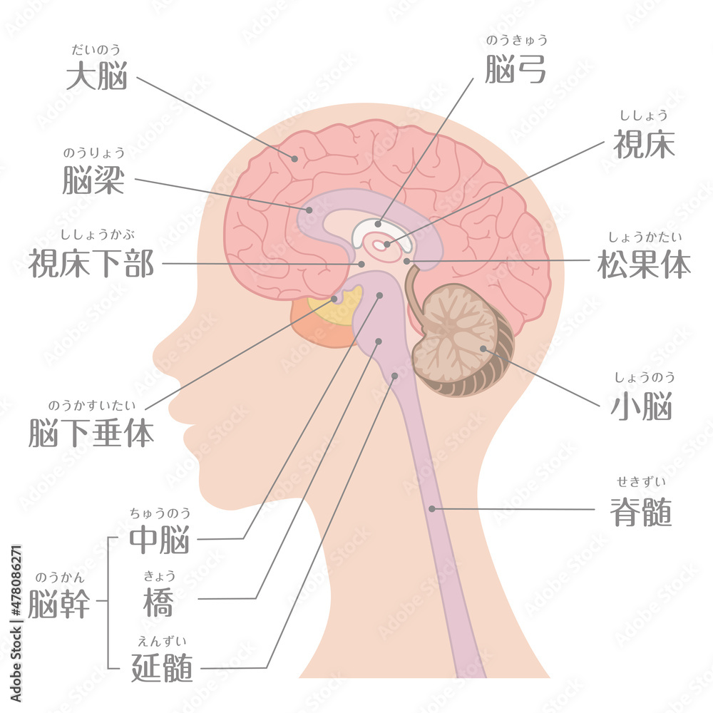 Obraz premium Brain anatomy labeled diagram illustration