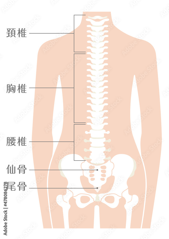 人間の体 脊柱(背骨) Stock Vector | Adobe Stock