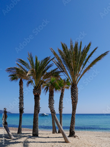 Palm trees © Fabien
