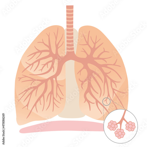 Lung and bronchial anatomy diagram illustration