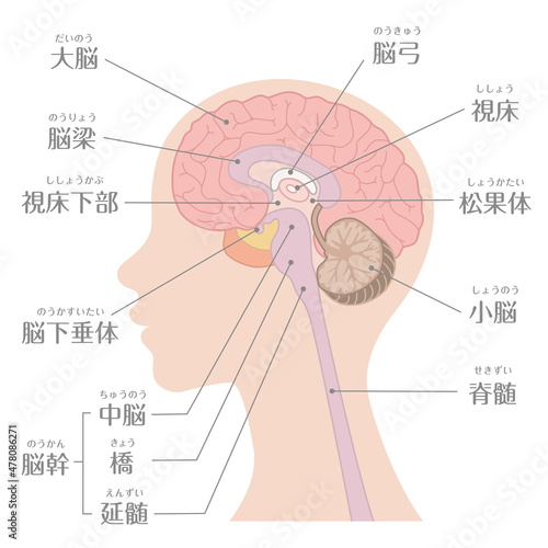 人間の体_脳_文字あり	
