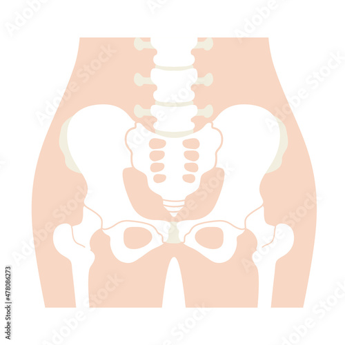 Human pelvis anatomy illustration