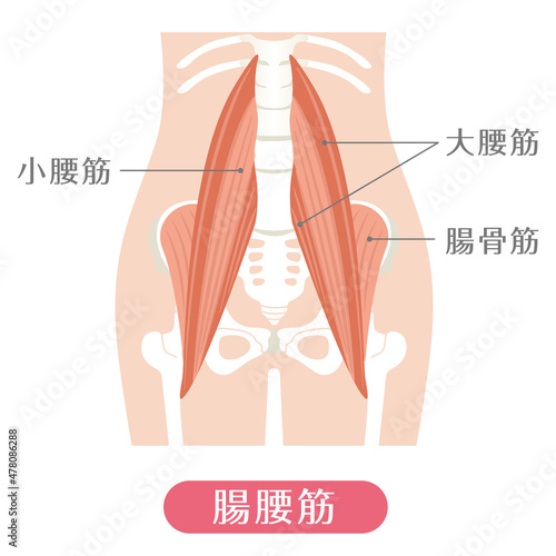人間の体 腸腰筋（腰の筋肉） photo