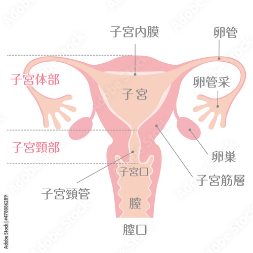 子宮イラスト_文字あり	
