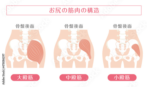 人間の体_お尻の筋肉