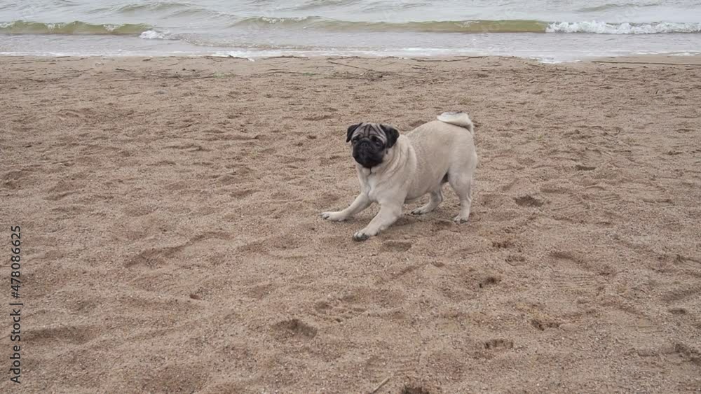 Pug dog playing at the north sea sandy beach. Funny running pug Pug dog playing at the north sea sandy beach. Funny running pug