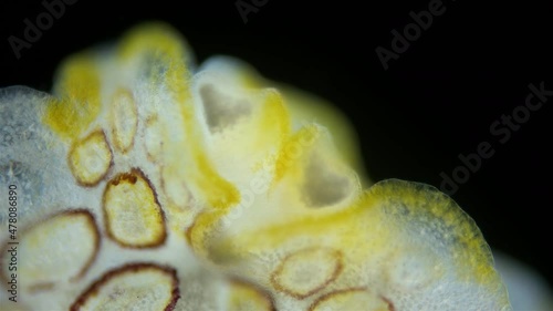 Sea slug Heterobranchia under a microscope, order Pleurobranchida. Possibly family Pleurobranchidae. Beautiful and unusual views, size 4 mm. Red sea photo