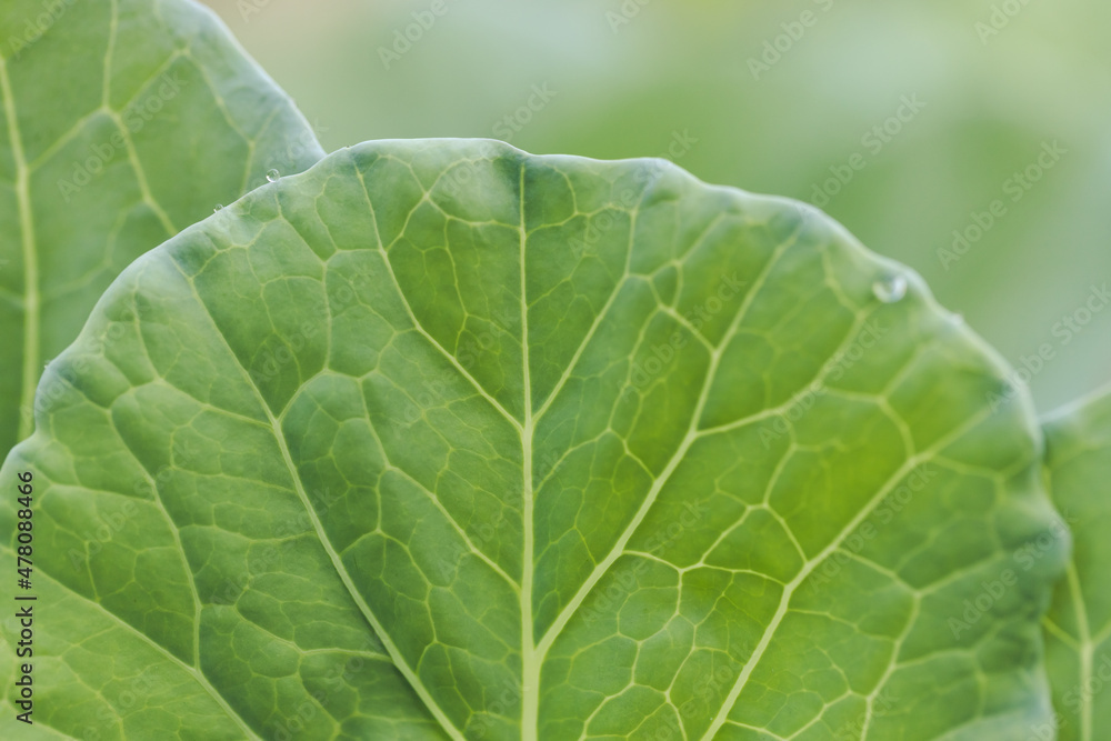 close-up of fresh green cabbage in the vegetable garden close-up of fresh green cabbage in the vegetable garden