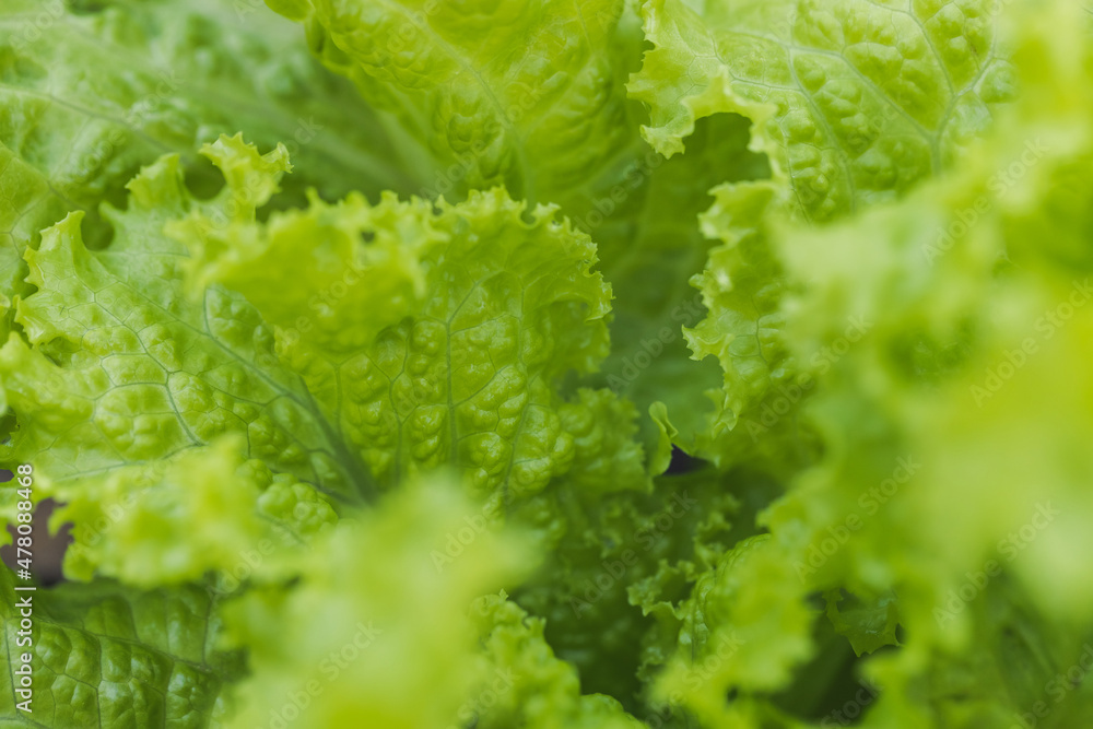 Macro or close up photo of vegetable green salads background. Macro or close up photo of vegetable green salads background.