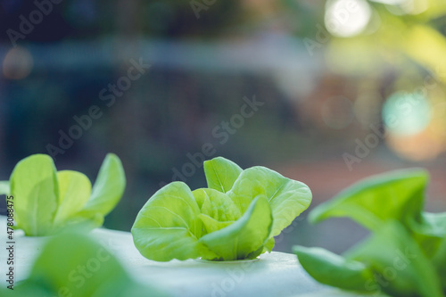 Close up of young and fresh vegetable green color in white tray in hydroponic farm.