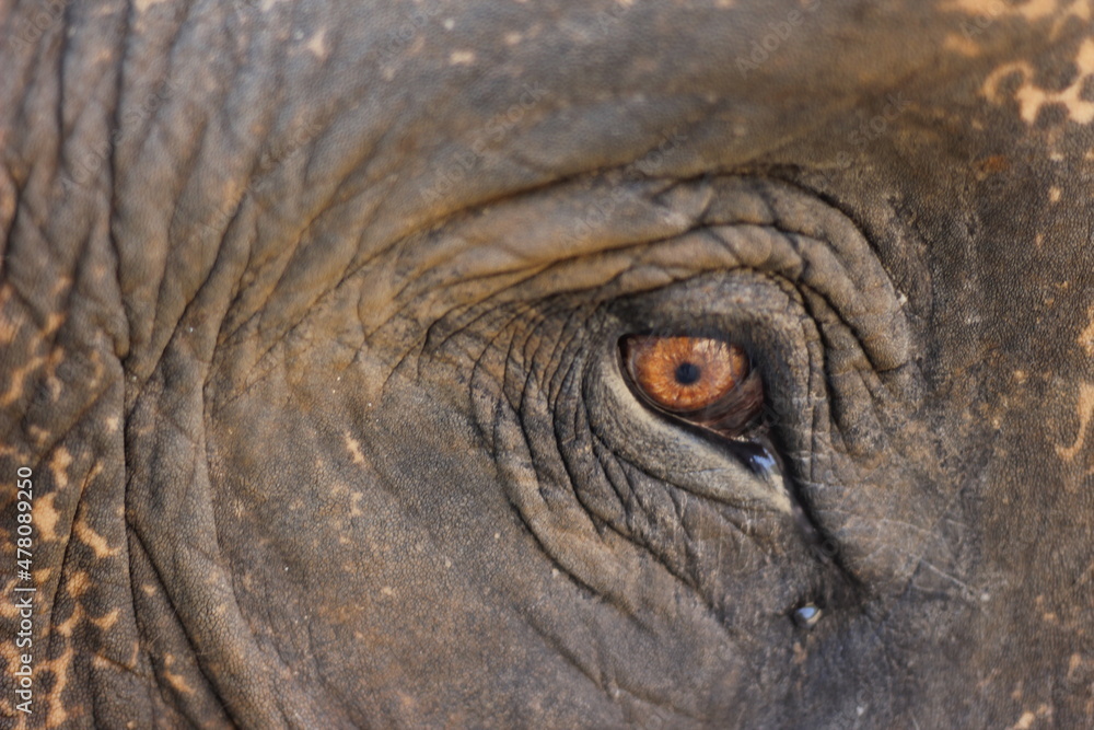 elephant eye close up elephant eye close up