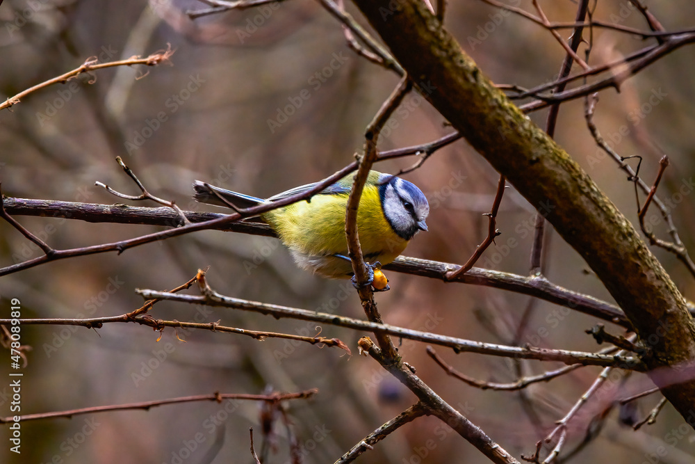 images of Blue tit in natural environment feeding images of Blue tit in natural environment feeding