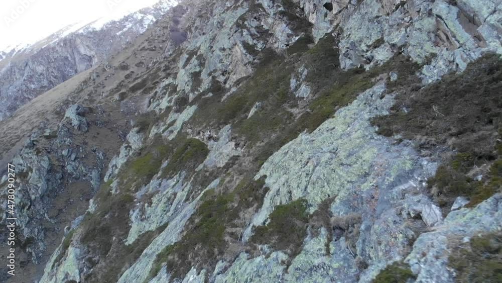 Caucasus, Bezengi gorge. A group of mountain goats on a rocky slope. Caucasus, Bezengi gorge. A group of mountain goats on a rocky slope.