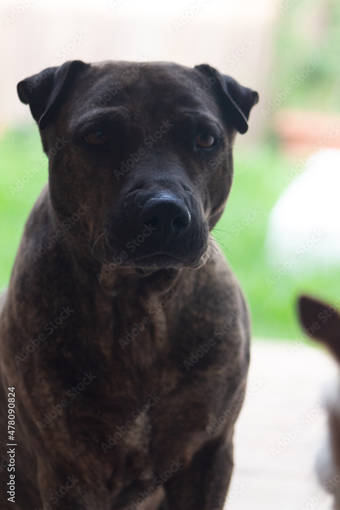 Retrato de perro grisaceo con ojos bonitos al aire libre