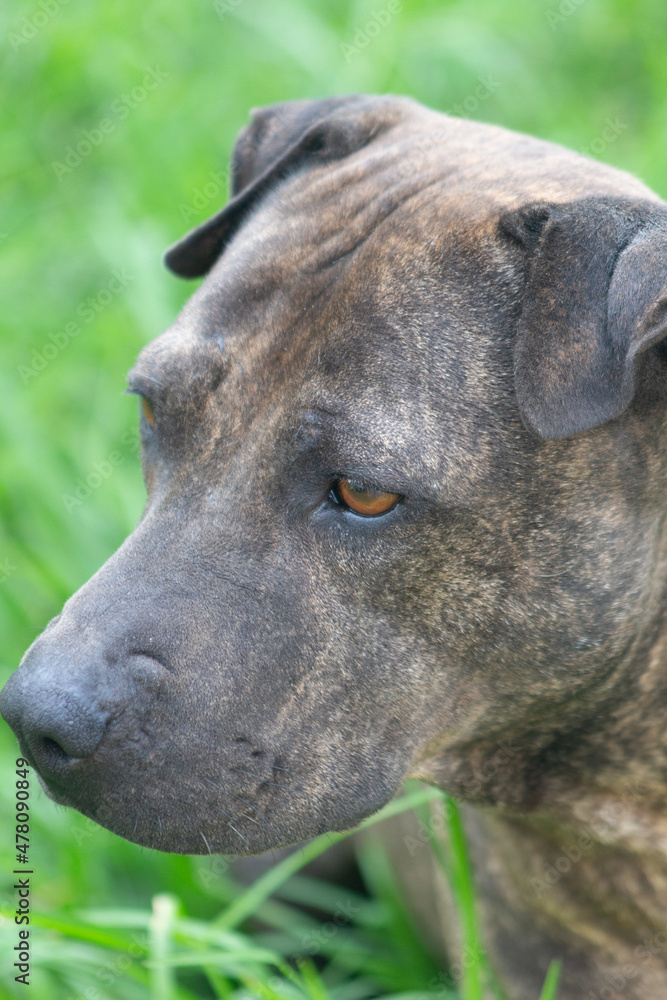 Retrato de perro grisaceo de perfil con ojos bonitos al aire libre
